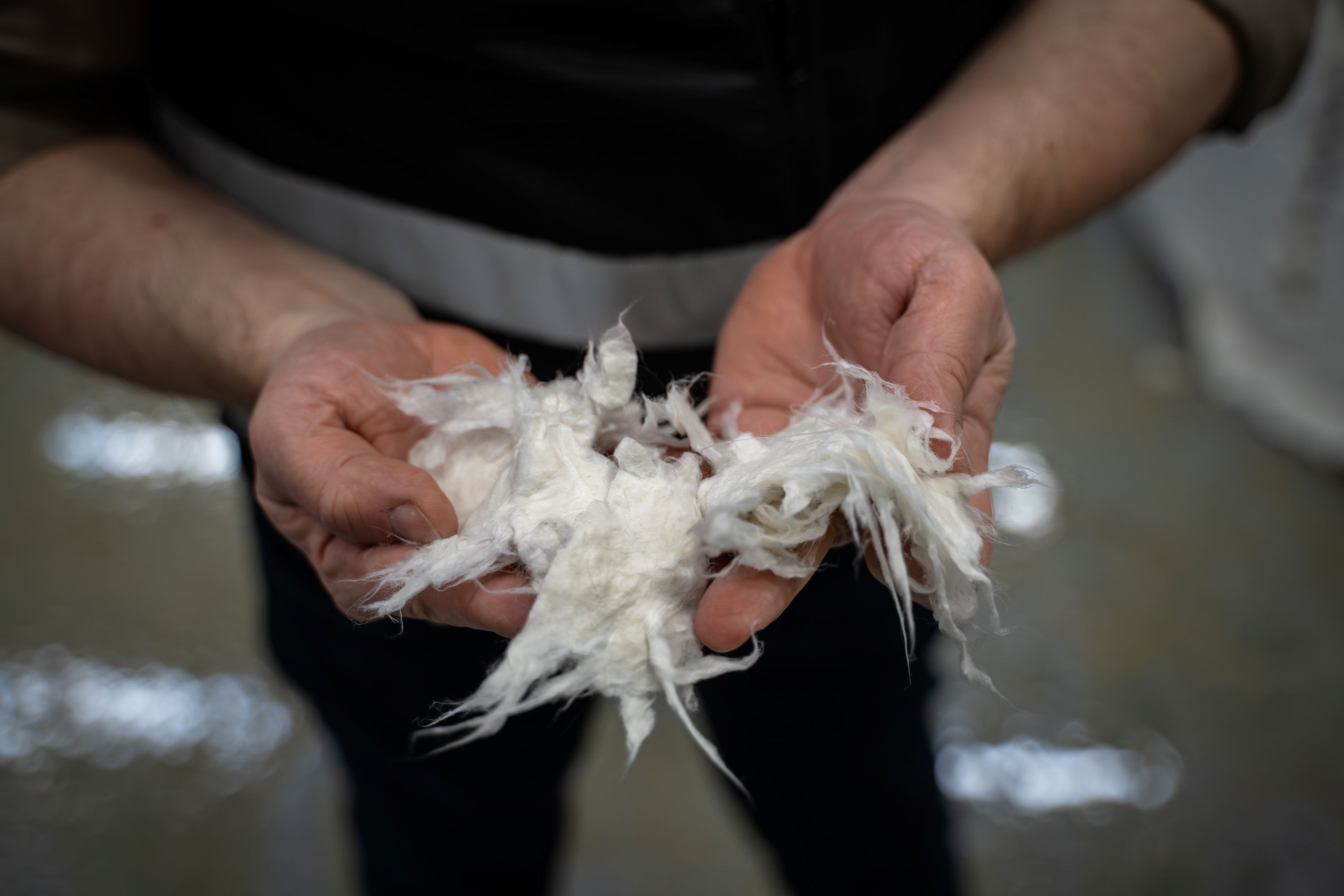 Close up image of cotton fiber